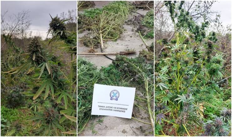 51χρονος καλλιεργούσε κάνναβη κοντά σε κοίτη ποταμού – Βρέθηκαν 20 δενδρύλλια