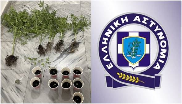 &Sigma;ύ&lambda;&lambda;&eta;&psi;&eta; &sigma;&tau;&eta;&nu; &Pi;έ&lambda;&lambda;&alpha;: &Epsilon;&nu;&tau;&omicron;&pi;ί&sigma;&tau;&eta;&kappa;&epsilon; &pi;&alpha;&rho;ά&nu;&omicron;&mu;&eta; &kappa;&alpha;&lambda;&lambda;&iota;έ&rho;&gamma;&epsilon;&iota;&alpha; &kappa;ά&nu;&nu;&alpha;&beta;&eta;&sigmaf; &sigma;&epsilon; &omicron;&iota;&kappa;ί&alpha;