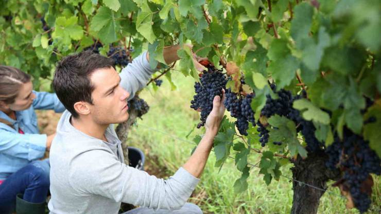 Στις 3.500 οι αιτήσεις για ένταξη στο πρόγραμμα Νέων Αγροτών στην Κ. Μακεδονία