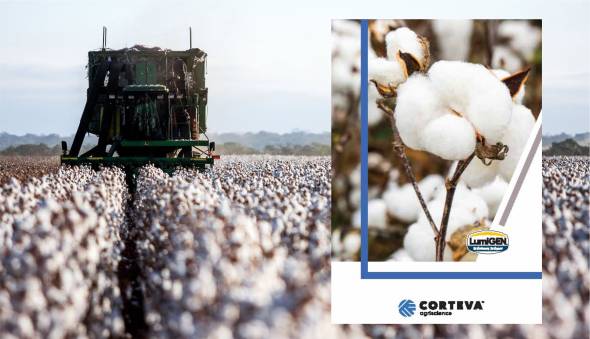 &Pi;&omicron;&iota;&kappa;&iota;&lambda;ί&epsilon;&sigmaf; &Beta;&alpha;&mu;&beta;&alpha;&kappa;&iota;&omicron;ύ PIONEER&reg; &alpha;&pi;ό &tau;&eta;&nu; Corteva Agriscience Hellas