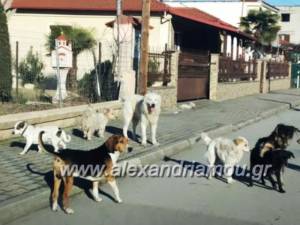 Επιχορήγηση των Δήμων Αλεξάνδρειας, Βέροιας, Νάουσας για προμήθεια τροφών και φαρμάκων για αδέσποτα ζώα