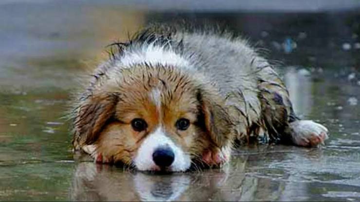 &Delta;&iota;&alpha;&chi;&epsilon;ί&rho;&iota;&sigma;&eta; &alpha;&delta;έ&sigma;&pi;&omicron;&tau;&omega;&nu; &zeta;ώ&omega;&nu; &sigma;&upsilon;&nu;&tau;&rho;&omicron;&phi;&iota;ά&sigmaf; &alpha;&pi;ό &tau;&iota;&sigmaf; &Upsilon;&pi;&eta;&rho;&epsilon;&sigma;ί&epsilon;&sigmaf; &tau;&omicron;&upsilon; &Delta;ή&mu;&omicron;&upsilon; &Alpha;&lambda;&epsilon;&xi;ά&nu;&delta;&rho;&epsilon;&iota;&alpha;&sigmaf;