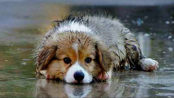 &Delta;&iota;&alpha;&chi;&epsilon;ί&rho;&iota;&sigma;&eta; &alpha;&delta;έ&sigma;&pi;&omicron;&tau;&omega;&nu; &zeta;ώ&omega;&nu; &sigma;&upsilon;&nu;&tau;&rho;&omicron;&phi;&iota;ά&sigmaf; &alpha;&pi;ό &tau;&iota;&sigmaf; &Upsilon;&pi;&eta;&rho;&epsilon;&sigma;ί&epsilon;&sigmaf; &tau;&omicron;&upsilon; &Delta;ή&mu;&omicron;&upsilon; &Alpha;&lambda;&epsilon;&xi;ά&nu;&delta;&rho;&epsilon;&iota;&alpha;&sigmaf;