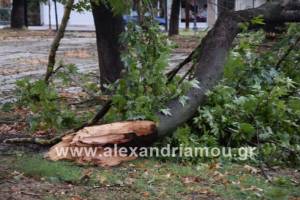 Πτώση δέντρου στην ΠΕΟ Αλεξάνδρειας-Βέροιας στο ύψος του Βρυσακίου