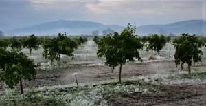 Ελήφθησαν πορίσματα ζημιών από τον ΕΛ.Γ.Α. για παγετό στις Δ/Κ Αλεξάνδρειας και Βρυσακίου και για πλημμύρα στην Δ/Κ Αλεξάνδρειας