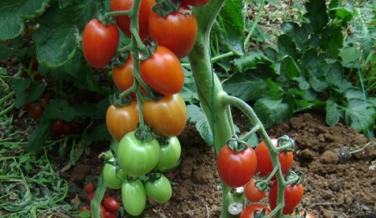 &Alpha;&nu;&alpha;&kappa;&omicron;&iota;&nu;ώ&theta;&eta;&kappa;&alpha;&nu; &tau;&alpha; &Pi;&omicron;&rho;ί&sigma;&mu;&alpha;&tau;&alpha; &epsilon;&kappa;&tau;ί&mu;&eta;&sigma;&eta;&sigmaf; &alpha;&pi;ό &tau;&omicron;&nu; &kappa;&alpha;ύ&sigma;&omega;&nu;&alpha; &tau;&eta;&sigmaf; 25&eta;&sigmaf; &Iota;&omicron;&upsilon;&lambda;ί&omicron;&upsilon; 2025 &gamma;&iota;&alpha; &tau;&iota;&sigmaf; &kappa;&alpha;&lambda;&lambda;&iota;έ&rho;&gamma;&epsilon;&iota;&epsilon;&sigmaf; &Beta;&iota;&omicron;&mu;&eta;&chi;. &tau;&omicron;&mu;ά&tau;&alpha;&sigmaf; &tau;&eta;&sigmaf; &Delta;/&Kappa; &Sigma;&tau;&alpha;&upsilon;&rho;&omicron;ύ