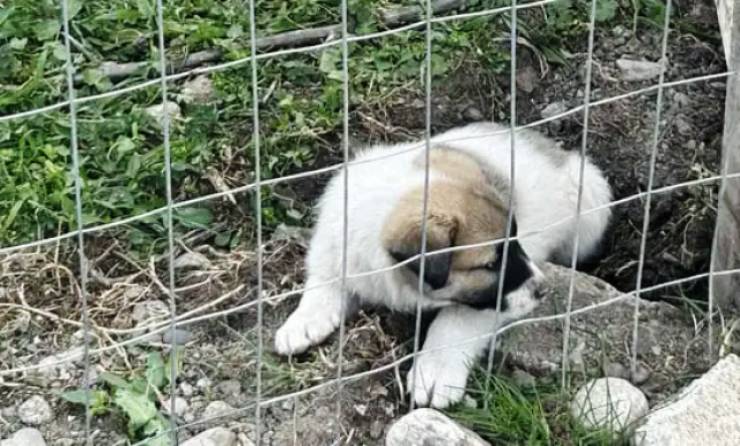 &Upsilon;&pi;&omicron;&beta;&lambda;ή&theta;&eta;&kappa;&epsilon; &mu;ή&nu;&upsilon;&sigma;&eta; &gamma;&iota;&alpha; &epsilon;&gamma;&kappa;&alpha;&tau;ά&lambda;&epsilon;&iota;&psi;&eta; &nu;&epsilon;&omicron;&gamma;έ&nu;&nu;&eta;&tau;&omega;&nu; &kappa;&omicron;&upsilon;&tau;&alpha;&beta;&iota;ώ&nu; έ&xi;&omega; &alpha;&pi;ό &tau;&omicron;&nu; &chi;ώ&rho;&omicron; &phi;ύ&lambda;&alpha;&xi;&eta;&sigmaf; &alpha;&delta;έ&sigma;&pi;&omicron;&tau;&omega;&nu; &zeta;ώ&omega;&nu; &tau;&omicron;&upsilon; &Delta;ή&mu;&omicron;&upsilon; &Alpha;&lambda;&epsilon;&xi;ά&nu;&delta;&rho;&epsilon;&iota;&alpha;&sigmaf; &alpha;&pi;ό &tau;&omicron;&nu; &alpha;&rho;&mu;ό&delta;&iota;&omicron; &Alpha;&nu;&tau;&iota;&delta;ή&mu;&alpha;&rho;&chi;&omicron;