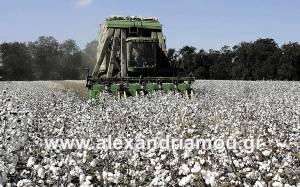 Βαμβάκι: Μείωση των τιμών αναμένεται καθώς η παγκόσμια παραγωγή αναμένεται να αυξηθεί