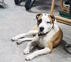 Χάθηκε σκύλος στο Νησέλι Ημαθίας