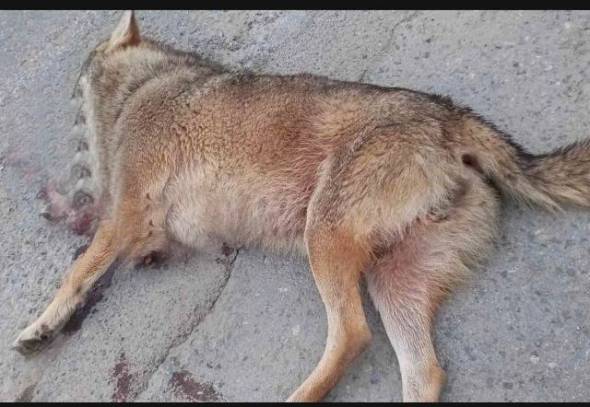 Νεκρός λύκος έξω από την Αλεξάνδρεια(Π.Ε.Ο. Αλεξάνδρειας - Βέροιας) - Σκληρές εικόνες
