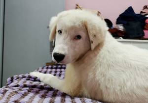 Χάθηκε ο Κάσπερ στην Αλεξάνδρεια