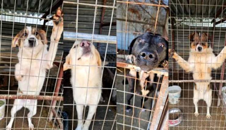 &Alpha;&pi;&omicron;&kappa;&lambda;&epsilon;&iota;&sigma;&tau;&iota;&kappa;ό: &Zeta;&omega;.&Epsilon;.&Sigma;.: &uml;&Kappa;&upsilon;&nu;&omicron;&kappa;&omicron;&mu;&epsilon;ί&alpha;&uml; &Alpha;&lambda;&epsilon;&xi;ά&nu;&delta;&rho;&epsilon;&iota;&alpha;&sigmaf;: &Tau;&iota; &pi;&rho;&alpha;&gamma;&mu;&alpha;&tau;&iota;&kappa;ά &sigma;&upsilon;&nu;έ&beta;&alpha;&iota;&nu;&epsilon; &pi;ί&sigma;&omega; &alpha;&pi;ό &tau;&alpha; &kappa;&lambda;&epsilon;&iota;&sigma;&tau;ά &kappa;&lambda;&omicron;&upsilon;&beta;&iota;ά&hellip;