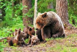 Αρκτούρος:Ξύπνησαν οι αρκούδες στο Νυμφαίο - Επισκέψιμο από το Σάββατο το καταφύγιο