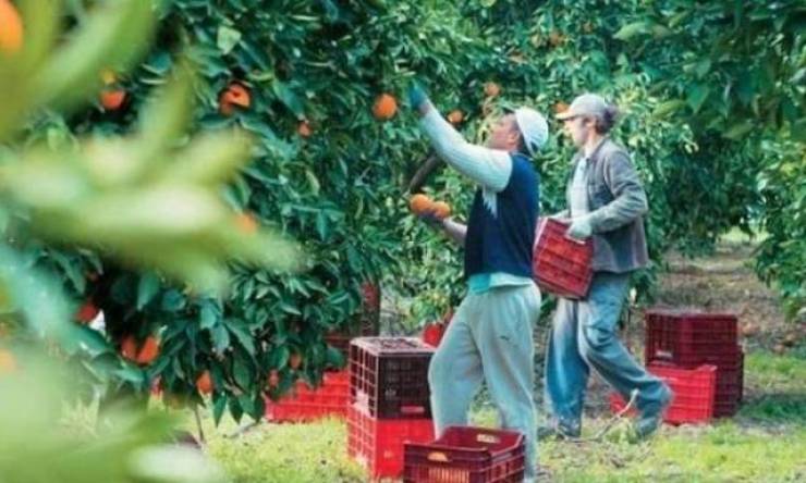 Έφτασαν οι πρώτοι εργάτες γης από Ινδία, Μπαγκλαντές και Πακιστάν – Περιμένουν τους 5.000 από Αίγυπτο