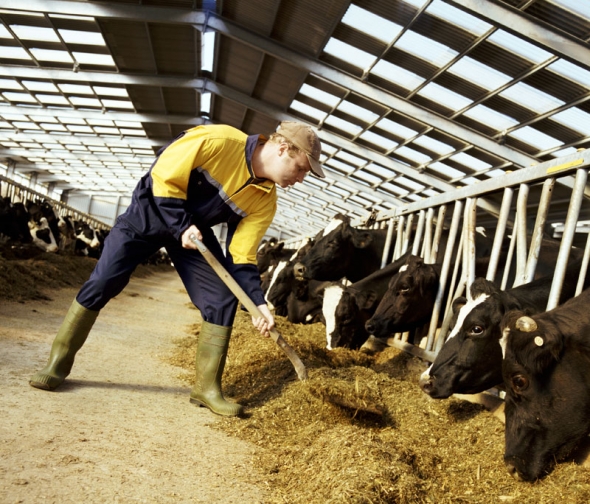 Έκτακτη ενίσχυση στους παραγωγούς της κτηνοτροφίας
