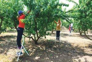 Έως τις 15/6 οι αιτήσεις του εργοδότη για τους μετακλητούς εργάτες γης