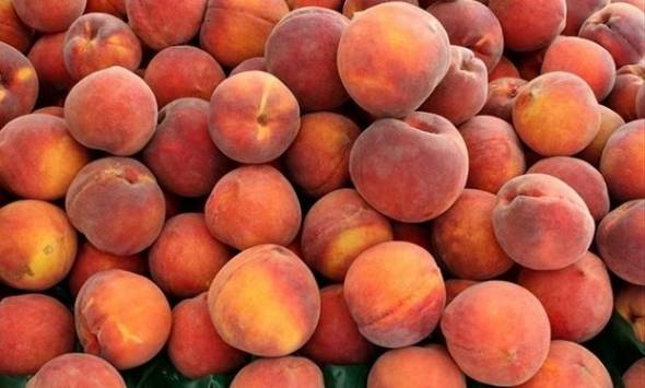 Ο Αγροτικός Σύλλογος Ημαθίας ζητά αποζημίωση για τις βροχοπτώσεις και το Ρωσικό Εμπάργκο