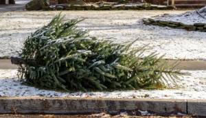 &Phi;&upsilon;&sigma;&iota;&kappa;ά &Chi;&rho;&iota;&sigma;&tau;&omicron;&upsilon;&gamma;&epsilon;&nu;&nu;&iota;ά&tau;&iota;&kappa;&alpha; &delta;έ&nu;&tau;&rho;&alpha;: &Pi;&alpha;&rho;&alpha;&lambda;&alpha;&beta;ή &alpha;&pi;ό &tau;&eta;&nu; &Upsilon;&pi;&eta;&rho;&epsilon;&sigma;ί&alpha; &Kappa;&alpha;&theta;&alpha;&rho;&iota;ό&tau;&eta;&tau;&alpha;&sigmaf; &tau;&omicron;&upsilon; &Delta;ή&mu;&omicron;&upsilon; &Alpha;&lambda;&epsilon;&xi;ά&nu;&delta;&rho;&epsilon;&iota;&alpha;&sigmaf; &sigma;&tau;&iota;&sigmaf; 12, 14 &kappa;&alpha;&iota; 16 &Iota;&alpha;&nu;&omicron;&upsilon;&alpha;&rho;ί&omicron;&upsilon;