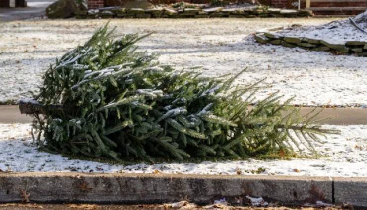 &Phi;&upsilon;&sigma;&iota;&kappa;ά &Chi;&rho;&iota;&sigma;&tau;&omicron;&upsilon;&gamma;&epsilon;&nu;&nu;&iota;ά&tau;&iota;&kappa;&alpha; &delta;έ&nu;&tau;&rho;&alpha;: &Pi;&alpha;&rho;&alpha;&lambda;&alpha;&beta;ή &alpha;&pi;ό &tau;&eta;&nu; &Upsilon;&pi;&eta;&rho;&epsilon;&sigma;ί&alpha; &Kappa;&alpha;&theta;&alpha;&rho;&iota;ό&tau;&eta;&tau;&alpha;&sigmaf; &tau;&omicron;&upsilon; &Delta;ή&mu;&omicron;&upsilon; &Alpha;&lambda;&epsilon;&xi;ά&nu;&delta;&rho;&epsilon;&iota;&alpha;&sigmaf; &sigma;&tau;&iota;&sigmaf; 12, 14 &kappa;&alpha;&iota; 16 &Iota;&alpha;&nu;&omicron;&upsilon;&alpha;&rho;ί&omicron;&upsilon;