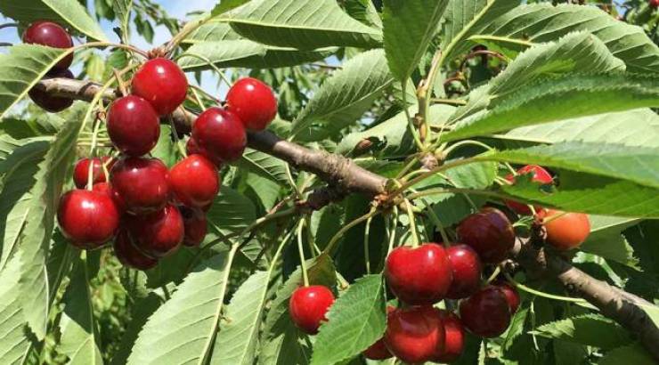 &Delta;&eta;&lambda;ώ&sigma;&epsilon;&iota;&sigmaf; &zeta;&eta;&mu;ί&alpha;&sigmaf; &alpha;&pi;ό &tau;&omicron; &chi;&alpha;&lambda;ά&zeta;&iota; &tau;&eta;&sigmaf; 30&eta;&sigmaf; &Alpha;&pi;&rho;&iota;&lambda;ί&omicron;&upsilon; 2026 &sigma;&epsilon; &delta;&epsilon;&nu;&delta;&rho;ώ&delta;&epsilon;&iota;&sigmaf; &kappa;&alpha;&lambda;&lambda;&iota;έ&rho;&gamma;&epsilon;&iota;&epsilon;&sigmaf; &sigma;&tau;&omicron;&upsilon;&sigmaf; &Alpha;&nu;&tau;&alpha;&pi;&omicron;&kappa;&rho;&iota;&tau;έ&sigmaf; &Epsilon;&Lambda;&Gamma;&Alpha; &tau;&omega;&nu; &Delta;/&Kappa; &Epsilon;&pi;&iota;&sigma;&kappa;&omicron;&pi;ή&sigmaf;, &Lambda;&omicron;&upsilon;&tau;&rho;&omicron;ύ, &Kappa;&epsilon;&phi;&alpha;&lambda;&omicron;&chi;&omega;&rho;ί&omicron;&upsilon;, &Mu;&epsilon;&lambda;ί&kappa;&eta;&sigmaf; &kappa;&alpha;&iota; &Xi;&epsilon;&chi;&alpha;&sigma;&mu;έ&nu;&eta;&sigmaf;