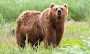 Διεύθυνση Δασών Ημαθίας: Προσοχή στις περιοχές του Δήμου Αλεξάνδρειας όπου παρατηρήθηκε αρκούδα - Οδηγίες προς τους πολίτες