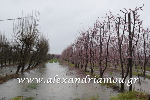 &Alpha;&nu;&eta;&sigma;&upsilon;&chi;ί&epsilon;&sigmaf; &sigma;&tau;&omicron;&upsilon;&sigmaf; &alpha;&gamma;&rho;ό&tau;&epsilon;&sigmaf; &tau;&eta;&sigmaf; &Eta;&mu;&alpha;&theta;ί&alpha;&sigmaf; &alpha;&pi;ό &tau;&eta;&nu; &sigma;&upsilon;&nu;&epsilon;&chi;&iota;&zeta;ό&mu;&epsilon;&nu;&eta; &beta;&rho;&omicron;&chi;ό&pi;&tau;&omega;&sigma;&eta;
