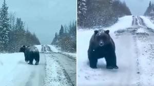 Αρκούδα έκανε βόλτα στο δρόμο για Καϊμακτσαλάν...όμως τελικά ήταν FAKE NEWS!
