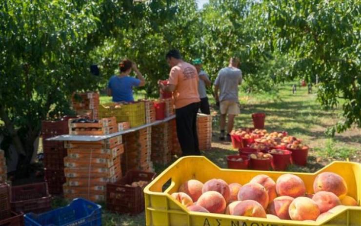 Άκαρπη απέβη η συνάντηση ροδακινοπαραγωγοί με το κλιμάκιο του ΕΛΓΑ