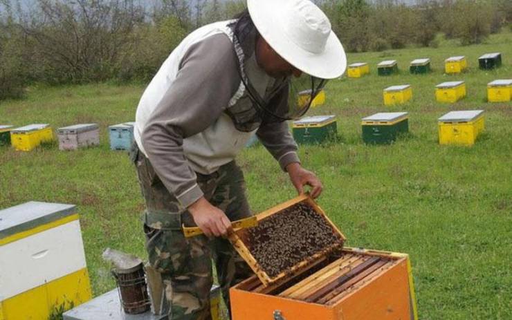 Καμπανάκι κινδύνου από 25.000 μελισσοκόμους της χώρας λόγω κορωνοϊού