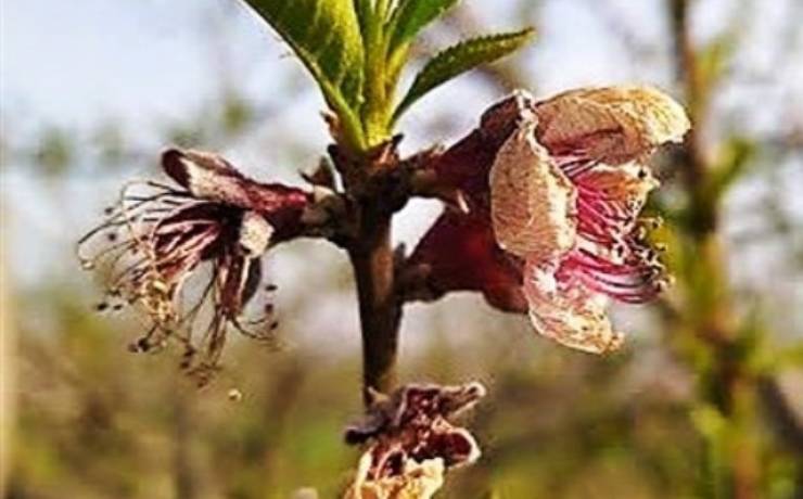 Εως την Πέμπτη 12 Αυγούστου η προκαταβολή των αποζημιώσεων για τις ζημιές από τους παγετούς της άνοιξης