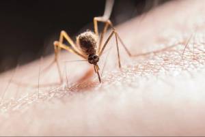ΕΟΔΥ: Έτσι θα προφυλαχθείτε από τα κουνούπια και τον ιό του Δυτικού Νείλου - Αναλυτικά οι οδηγίες