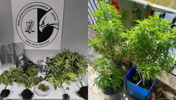 Χειροπέδες σε 2 άτομα σε Ημαθία και Πιερία για καλλιέργεια κάνναβης