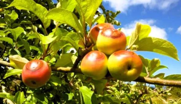 &Alpha;&nu;&alpha;&kappa;&omicron;&iota;&nu;ώ&theta;&eta;&kappa;&alpha;&nu; &tau;&alpha; &omicron;&rho;&iota;&sigma;&tau;&iota;&kappa;ά &pi;&omicron;&rho;ί&sigma;&mu;&alpha;&tau;&alpha; &gamma;&iota;&alpha; &tau;&omicron;&nu; &kappa;&alpha;ύ&sigma;&omega;&nu;&alpha; &tau;&eta;&sigmaf; 18&eta;&sigmaf; &Iota;&omicron;&upsilon;&lambda;ί&omicron;&upsilon; &sigma;&epsilon; &kappa;&alpha;&lambda;&lambda;&iota;έ&rho;&gamma;&epsilon;&iota;&epsilon;&sigmaf; &tau;&eta;&sigmaf; &Delta;/&Kappa; &Sigma;&tau;&alpha;&upsilon;&rho;&omicron;ύ