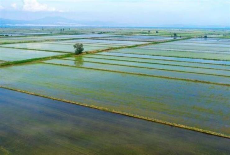 Οι ορυζώνες αιτία της σφοδρής… επέλασης των κουνουπιών