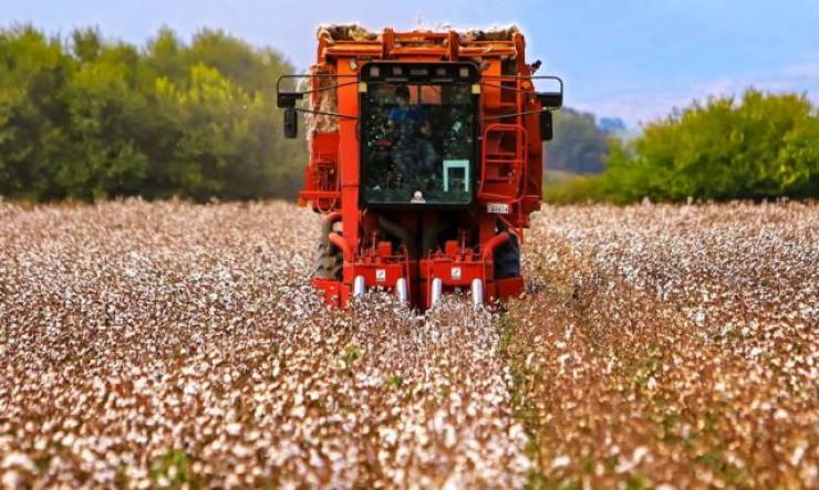 Νέα ΚΑΠ: Στα 73,39 ευρώ ανά στρέμμα η ειδική ενίσχυση για το βαμβάκι