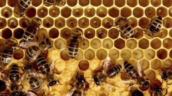 Απαγορεύονται εντομοκτόνα για την προστασία των μελισσών - Ποιες ουσίες αφορά