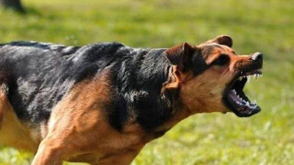 &Eta;&lambda;&iota;&kappa;&iota;&omega;&mu;έ&nu;&eta; &gamma;&upsilon;&nu;&alpha;ί&kappa;&alpha; &delta;έ&chi;&tau;&eta;&kappa;&epsilon; &epsilon;&pi;ί&theta;&epsilon;&sigma;&eta; &alpha;&pi;ό &alpha;&gamma;έ&lambda;&eta; &alpha;&delta;έ&sigma;&pi;&omicron;&tau;&omega;&nu; &zeta;ώ&omega;&nu; &sigma;&tau;&omicron; &Nu;&eta;&sigma;ί &Eta;&mu;&alpha;&theta;ί&alpha;&sigmaf;