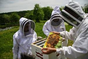 Π.Ε Ημαθίας: Μέχρι τις 20 Ιανουαρίου οι αιτήσεις για αντικατάσταση κυψελών και στήριξης της νομαδικής μελισσοκομίας