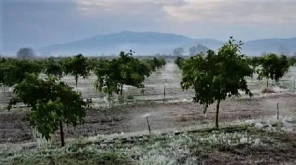 Αναγγελία ζημίας από τον παγετό της 21ης Φεβρουαρίου 2025 σε καλλιέργειες πρωιμανθών νεκταρινιών