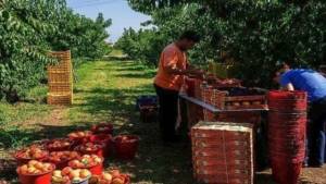 Oι Συνεταιρισμοί της Ημαθίας ζητούν εργάτες για αγροκτήματα, διαλογητήρια, κονσερβοποιεία