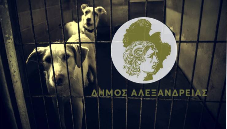 Πανελλήνια Κατακραυγή: Ο Δήμος Αλεξάνδρειας «πάτωσε» στην αξιολόγηση για τα αδέσποτα - Τι κατέγραψε το Reader