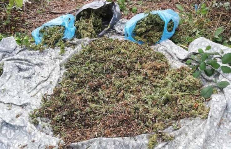 Καλλιεργούσε κάνναβη σε θαμνώδη έκταση δίπλα στο χωράφι του σε περιοχή της Ημαθίας(φώτο)