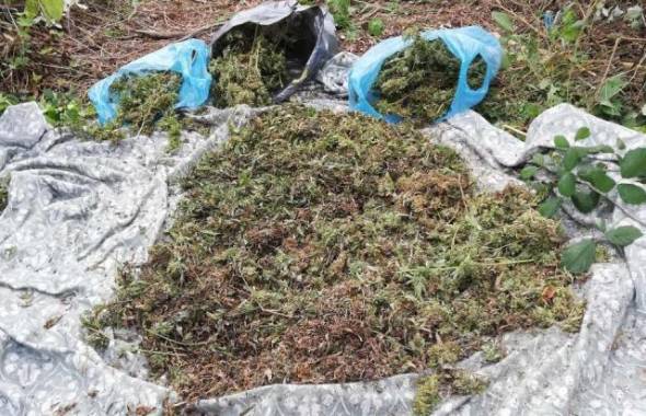 Καλλιεργούσε κάνναβη σε θαμνώδη έκταση δίπλα στο χωράφι του σε περιοχή της Ημαθίας(φώτο)