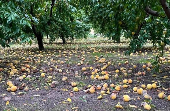 ΥΠΑΑΤ: Αποζημίωση καλλιεργειών στους παραγωγούς επιτραπέζιων ροδάκινων, συμπύρηνων, βερίκοκων, μήλων και καστάνων