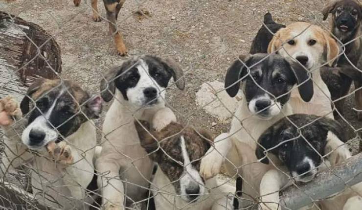 &Alpha;&lambda;&epsilon;&xi;ά&nu;&delta;&rho;&epsilon;&iota;&alpha;, 4 &Alpha;&pi;&rho;ί&lambda;&eta; 2026: 68 &psi;&upsilon;&chi;έ&sigmaf; &alpha;&pi;&omicron;&kappa;&alpha;&lambda;ύ&pi;&tau;&omicron;&upsilon;&nu; &mu;&iota;&alpha; &alpha;&lambda;ή&theta;&epsilon;&iota;&alpha; &pi;&omicron;&upsilon; &delta;&epsilon;&nu; &kappa;&rho;ύ&beta;&epsilon;&tau;&alpha;&iota; ά&lambda;&lambda;&omicron;&hellip;