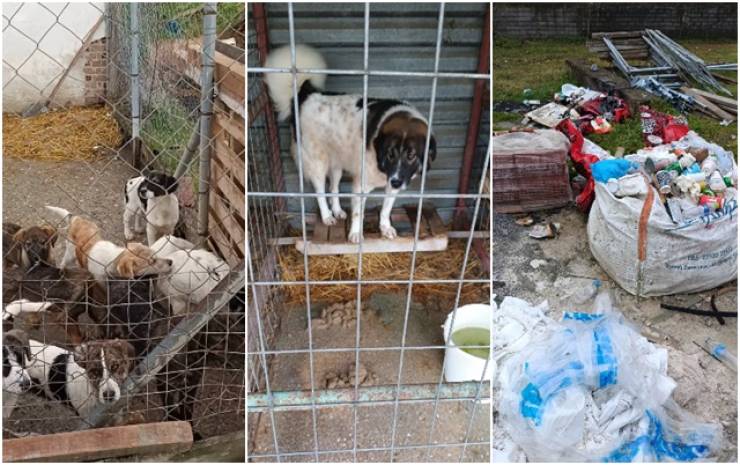 &Alpha;&upsilon;&tau;&omicron;&psi;ί&alpha;-&sigma;&omicron;&kappa; &sigma;&tau;&alpha; &kappa;&alpha;&tau;&alpha;&phi;ύ&gamma;&iota;&alpha; &zeta;ώ&omega;&nu; &Delta;ή&mu;&omicron;&upsilon; &Alpha;&lambda;&epsilon;&xi;ά&nu;&delta;&rho;&epsilon;&iota;&alpha;&sigmaf; - &Kappa;&iota;&nu;&omicron;ύ&nu;&tau;&alpha;&iota; &omicron;&iota; &nu;ό&mu;&iota;&mu;&epsilon;&sigmaf; &delta;&iota;&alpha;&delta;&iota;&kappa;&alpha;&sigma;ί&epsilon;&sigmaf; &alpha;&pi;ό &tau;&eta;&nu; &Epsilon;&iota;&delta;&iota;&kappa;ή &Gamma;&rho;&alpha;&mu;&mu;&alpha;&tau;&epsilon;ί&alpha;