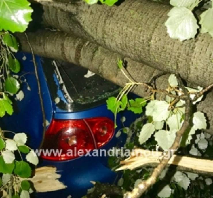 Καταπλακώθηκε αυτοκίνητο στην οδό Ναούσης στην Αλεξάνδρεια από δέντρο(φώτο)
